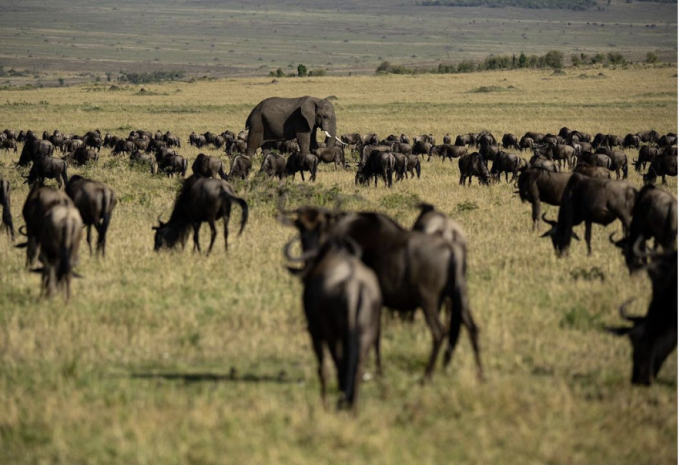 Kenia & Tansania - Safari