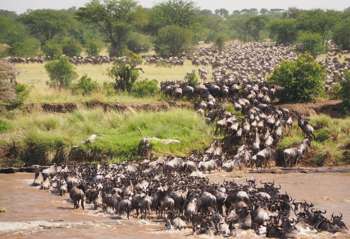 Kenia & Tansania - Safari