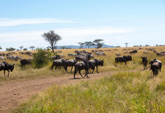Kenia & Tansania - Safari