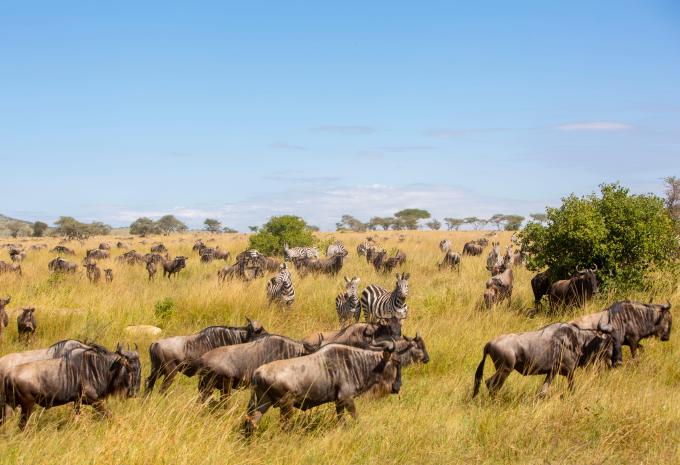Kenia & Tansania - Safari