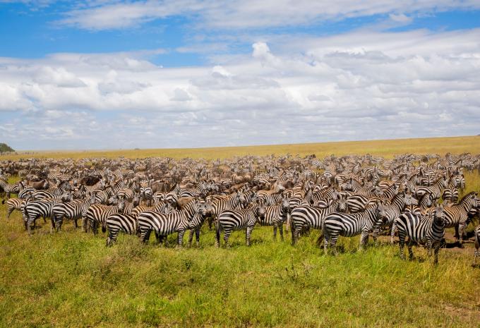 Kenia & Tansania - Safari