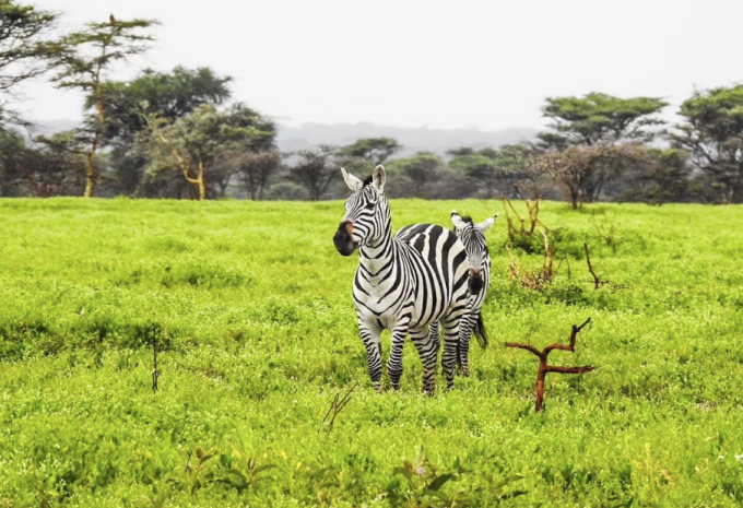 Kenia & Tansania - Safari