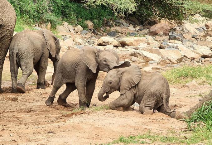 Tanzanie et Zanzibar - Safari & séjour balnéaire