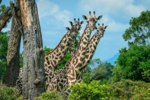 Tanzanie et Zanzibar - Safari & séjour balnéaire