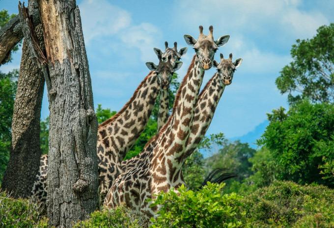 Tanzanie et Zanzibar - Safari & séjour balnéaire