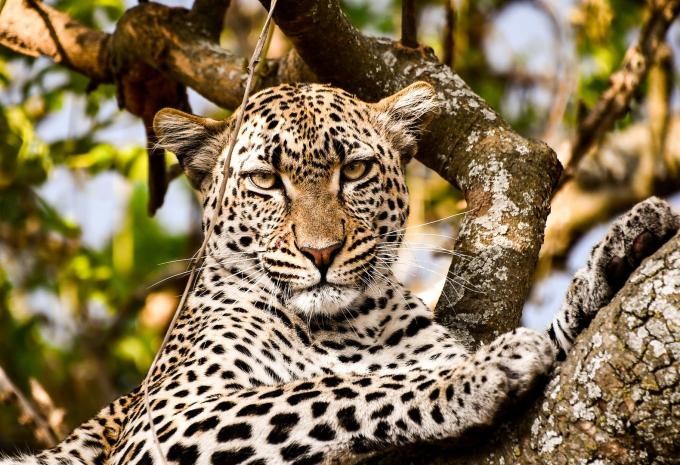 Tanzanie et Zanzibar - Safari & séjour balnéaire