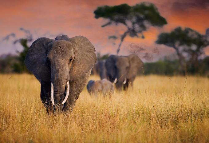 Tanzania e Zanzibar - Safari & soggiorno balneare