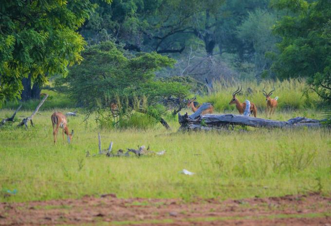 Selous-Nationalpark