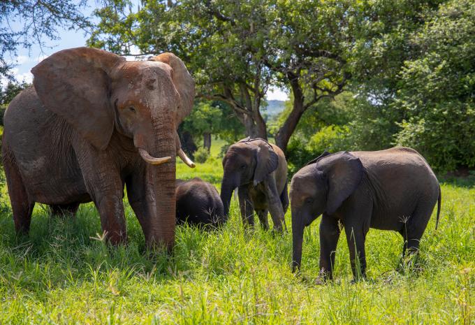 Zanzibar et Serengeti - Safari & séjour balnéaire