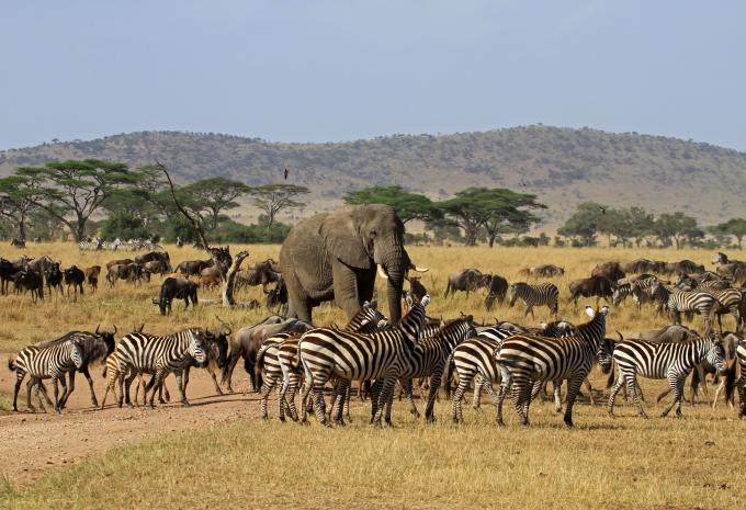 Serengeti-Nationalpark