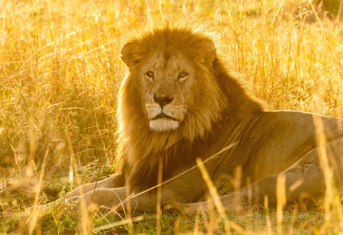 Safari, Südafrika