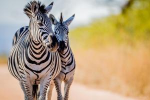 Safari, Südafrika