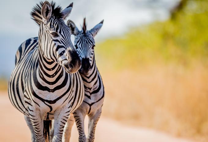 Safari, Südafrika