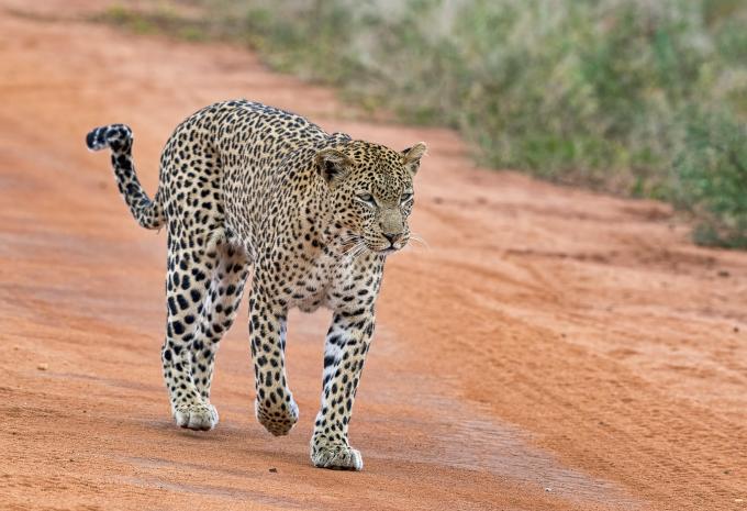 Tsavo West National Park