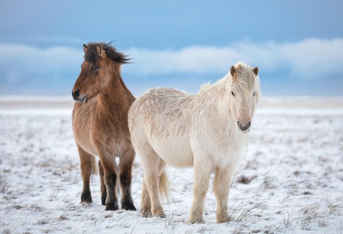 Island Ponies