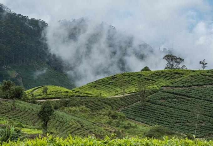 Nuwara Eliya