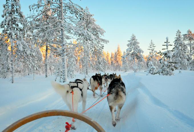 Huskyschlittenabenteuer