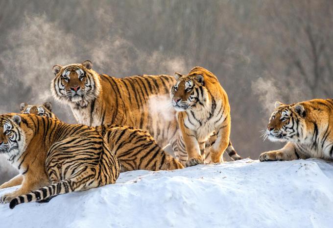 Rundreise Kultur & Winterspass in Nordostchina