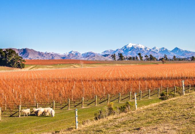 Marlborough Vineyard