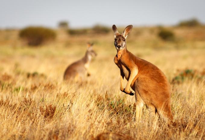 Australien