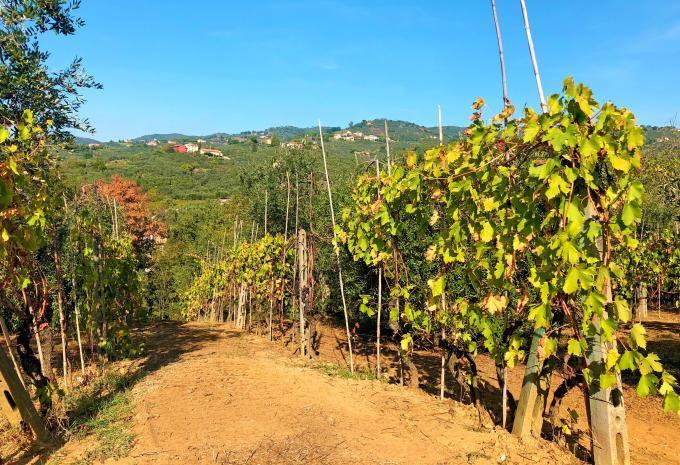 Attraverso il paesaggio da sogno della Toscana - Tour in bicicletta