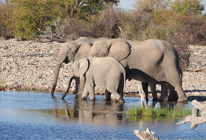 Kenia - Luxus-Safari & Baden