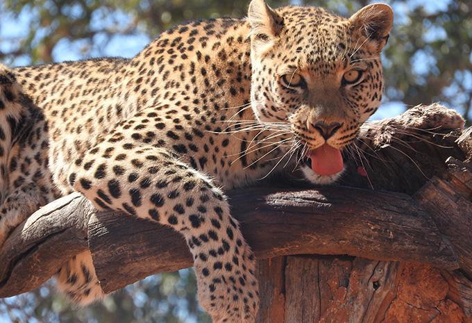 Kenia - Luxus-Safari & Baden