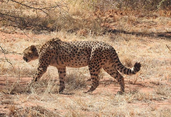 Kenia - Luxus-Safari & Baden