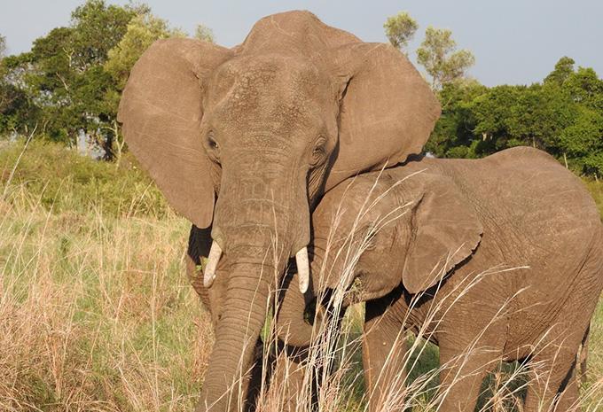 Kenia - Luxus-Safari & Baden
