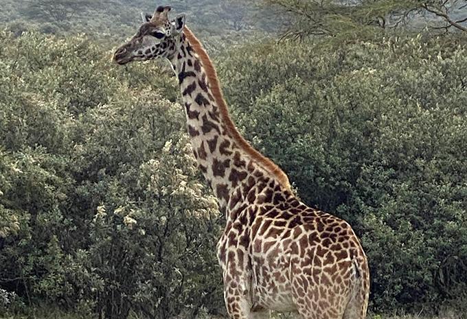 Kenia - Luxus-Safari & Baden