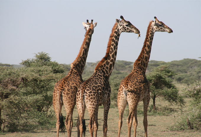 Kenia - Luxus-Safari & Baden