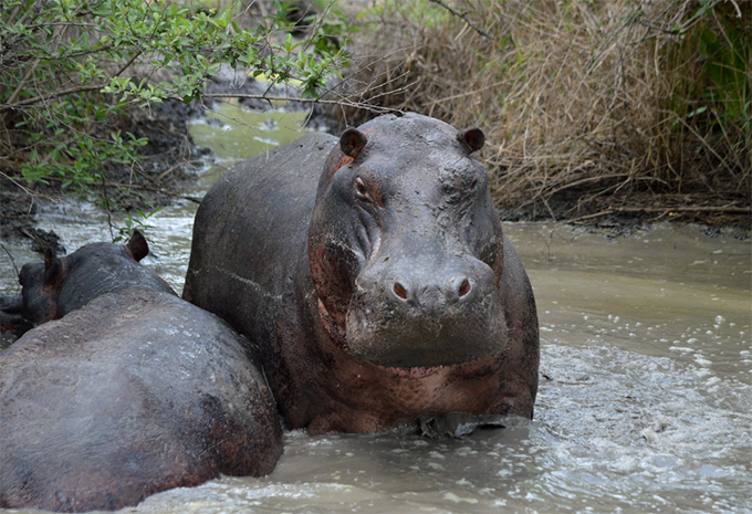 Kenia - Luxus-Safari & Baden