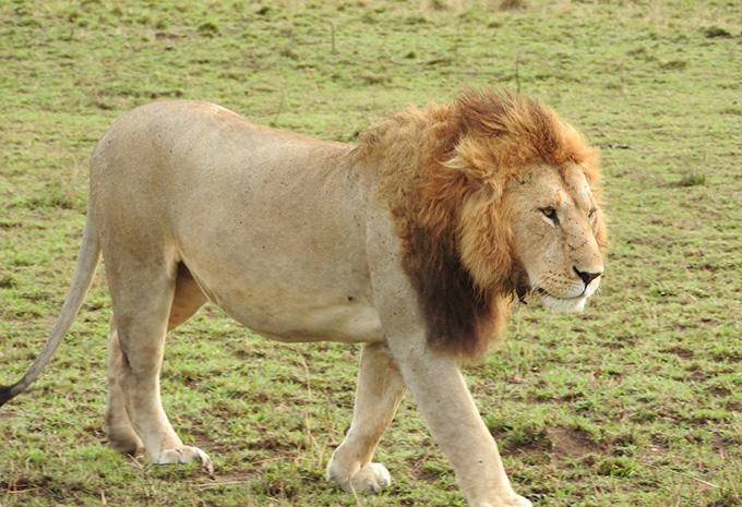 Kenia - Luxus-Safari & Baden