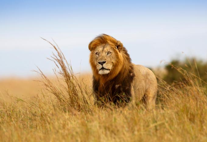 Kenia - Luxus-Safari & Baden