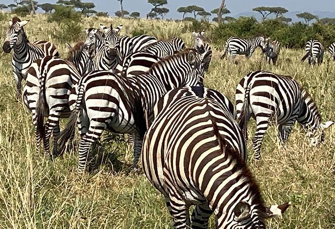 Kenia - Luxus-Safari & Baden