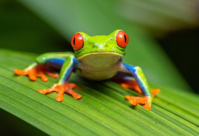 Costa Rica - Kurzrundreise & Baden